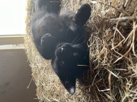 Katzenbabys abzugeben