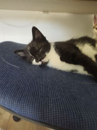 Katze schwarz weiß und Kater schwarz