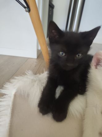 Katze schwarz weiß und Kater schwarz