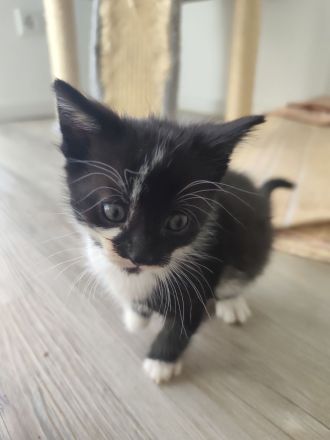 Katze schwarz weiß und Kater schwarz