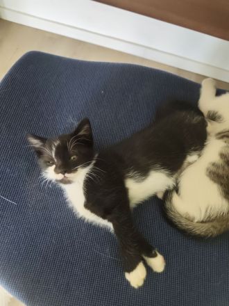 Katze schwarz weiß und Kater schwarz