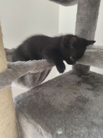 Katze schwarz weiß und Kater schwarz