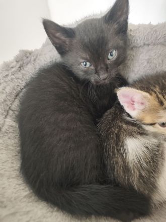 Katze schwarz weiß und Kater schwarz