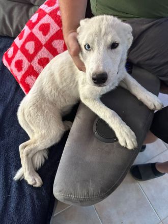 Husky Welpen zu verkaufen