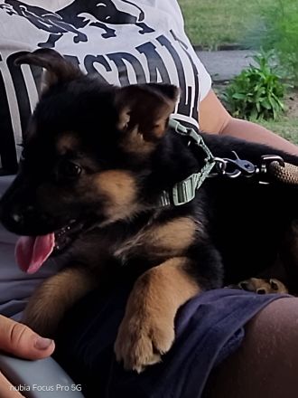 Zwei deutsche Schäferhund Mädels suchen ein Nest