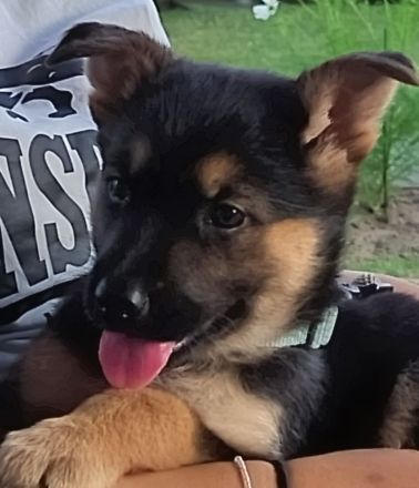 Zwei deutsche Schäferhund Mädels suchen ein Nest