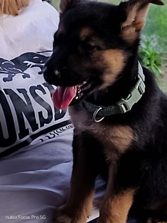 Zwei deutsche Schäferhund Mädels suchen ein Nest