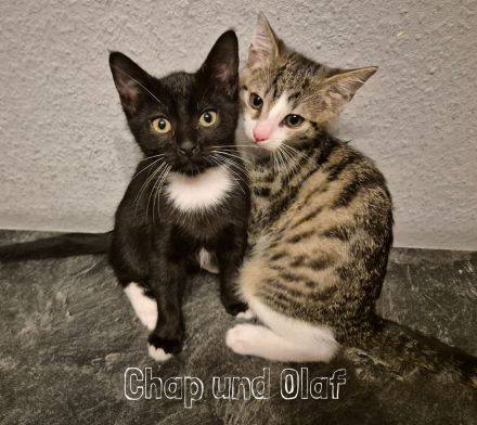Unsere 5 süßen Katzenbabys suchen ab sofort ein liebevolles und verantwortungsvolles Zuhause