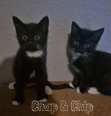 Unsere 5 süßen Katzenbabys suchen ab sofort ein liebevolles und verantwortungsvolles Zuhause