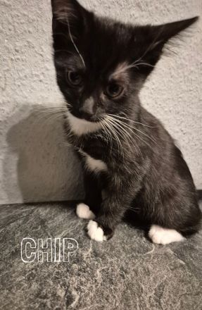 Unsere 5 süßen Katzenbabys suchen ab sofort ein liebevolles und verantwortungsvolles Zuhause