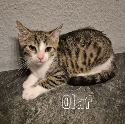 Unsere 5 süßen Katzenbabys suchen ab sofort ein liebevolles und verantwortungsvolles Zuhause