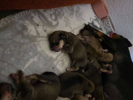 9 bezaubernde Dackel-Shiba-Inu-Mix-Welpen suchen liebevolle Familien