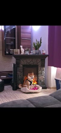 4 von 9 bezaubernden Dackel-Shiba-Inu-Mix-Welpen suchen liebevolle Familien