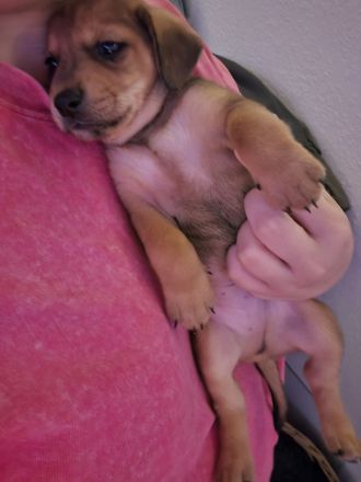 4 von 9 bezaubernden Dackel-Shiba-Inu-Mix-Welpen suchen liebevolle Familien