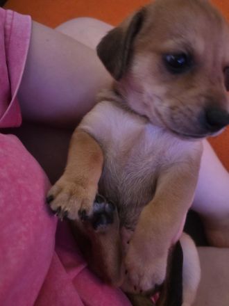 4 von 9 bezaubernden Dackel-Shiba-Inu-Mix-Welpen suchen liebevolle Familien