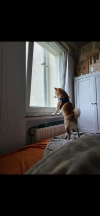 4 von 9 bezaubernden Dackel-Shiba-Inu-Mix-Welpen suchen liebevolle Familien