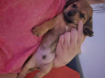 4 von 9 bezaubernden Dackel-Shiba-Inu-Mix-Welpen suchen liebevolle Familien
