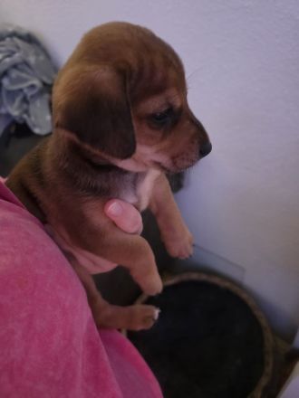 4 von 9 bezaubernden Dackel-Shiba-Inu-Mix-Welpen suchen liebevolle Familien