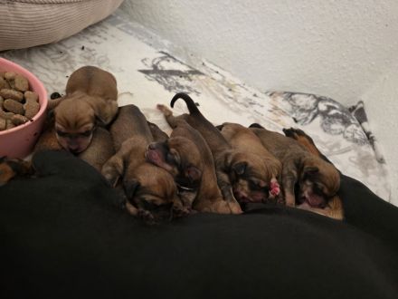 9 bezaubernde Dackel-Shiba-Inu-Mix-Welpen suchen liebevolle Familien