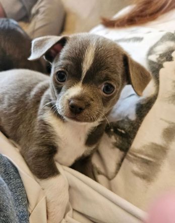 Chihuahua-Welpen