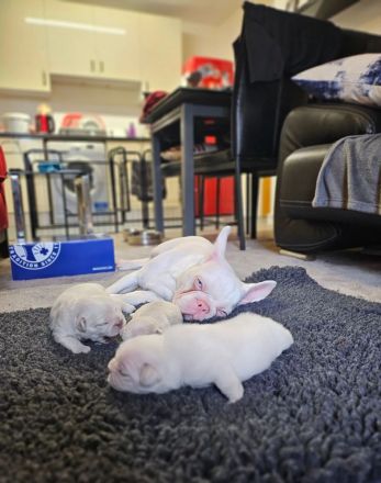 Weiße Französische Bulldoggenwelpen