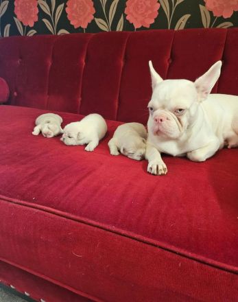 Weiße Französische Bulldoggenwelpen