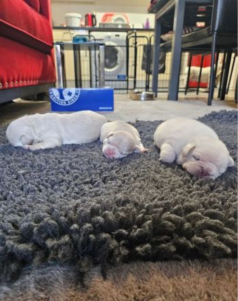 Weiße Französische Bulldoggenwelpen