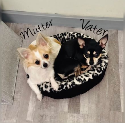 Chihuahua Welpen Reinrassig