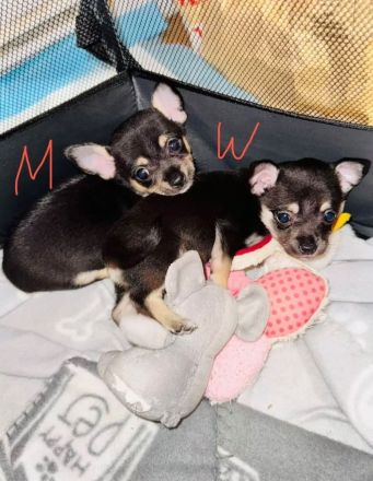 Chihuahua Welpen Reinrassig