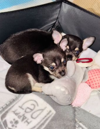 Chihuahua Welpen Reinrassig