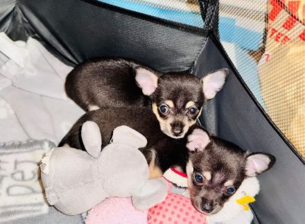 Chihuahua Welpen Reinrassig