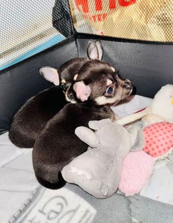 Chihuahua Welpen Reinrassig