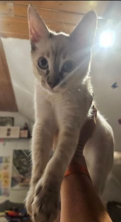 Don Sphynx kitten mit Tastharen