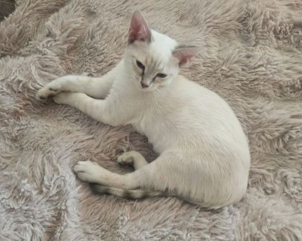 Don Sphynx kitten mit Tastharen