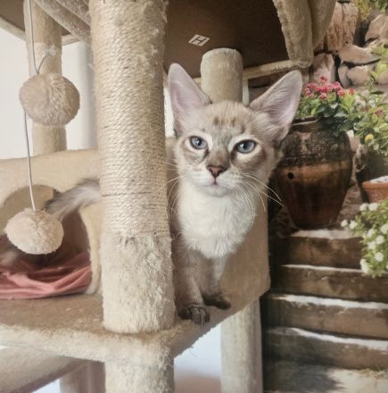 Don Sphynx kitten mit Tastharen