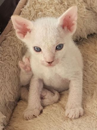 Don Sphynx kätzchen mit Tastharen