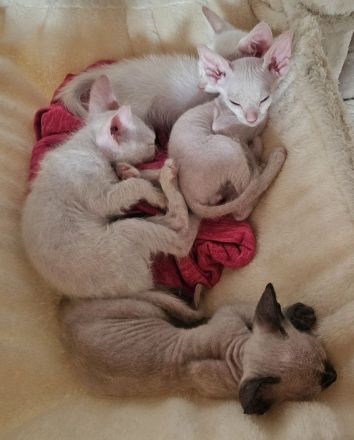 Don Sphynx kätzchen mit Tastharen