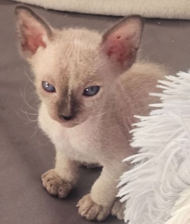 Don Sphynx kätzchen mit Tastharen