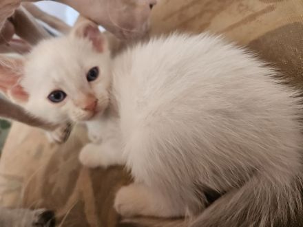 Don Sphynx kätzchen mit Tastharen