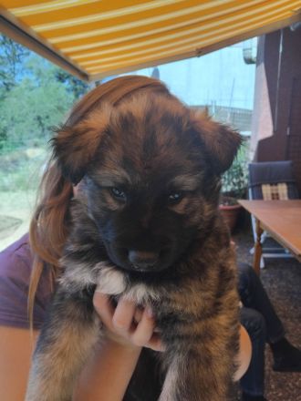 Gerberian shepsky