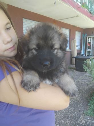 Gerberian shepsky
