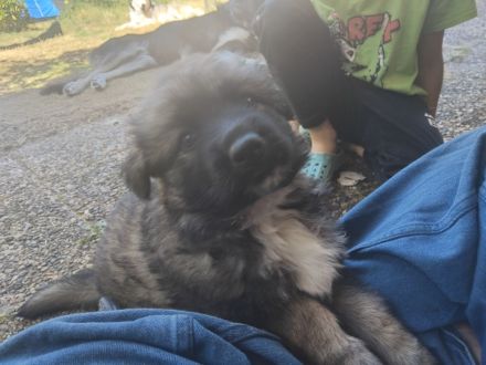 Gerberian shepsky