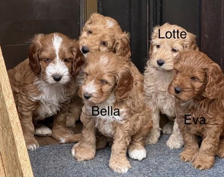 Cockapoo Hündinnen