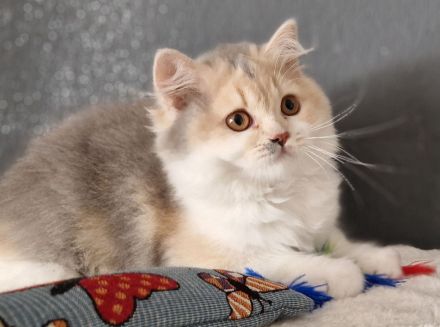 Zuckersüße BLH - Britisch Langhaar Kitten mit Stammbaum
