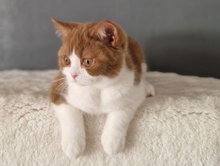 Zuckersüße Bkh und Blh Kitten mit Stammbaum