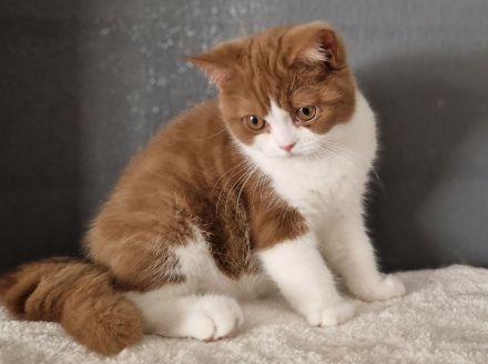 Zuckersüße Bkh und Blh Kitten mit Stammbaum