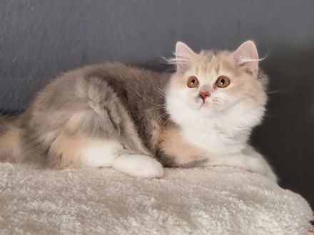 Zuckersüße Bkh und Blh Kitten mit Stammbaum