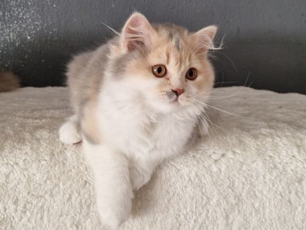 Zuckersüße Bkh und Blh Kitten mit Stammbaum