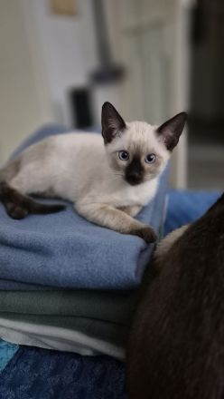 Wunderschönes Siam Kitten