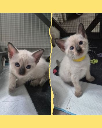 Wunderschöne Siam Kitten
